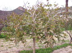 Cultivo ecológico de nogales en Murcia