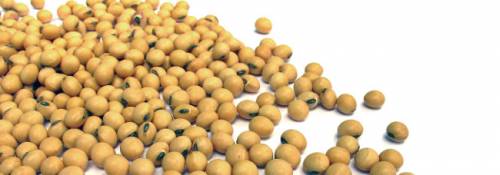 Los granos de soja y sus derivados - A Fuego Lento