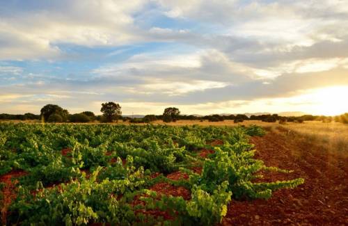 Una empresa californiana certifica que el viñedo de Fuentes del Silencio es uno de los más excepcionales de España, Italia y Estados Unidos